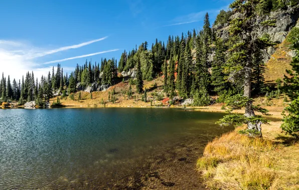 Деревья, озеро, камни, берег, США, Rocky Mountain National Park, Sheep Lake