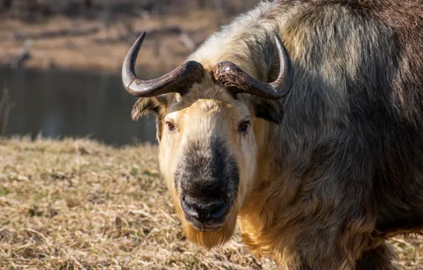 Nature, Park, Safari, Сычуаньский такин