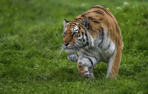 Тигр, хищник, крадется