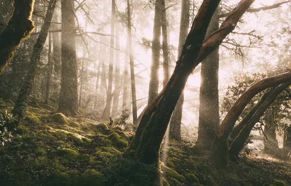 Forest, sunlight, moss, Trees