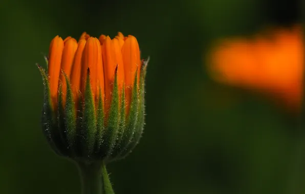 Картинка цветок, оранжевый, бутон, календула