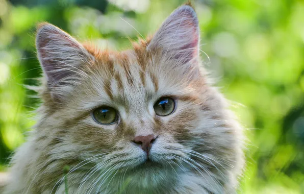 Картинка кошка, глаза, взгляд, котэ