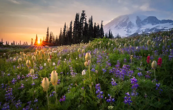 Закат, цветы, гора, луг, Mount Rainier, Washington State, Штат Вашингтон, Гора Рейнир