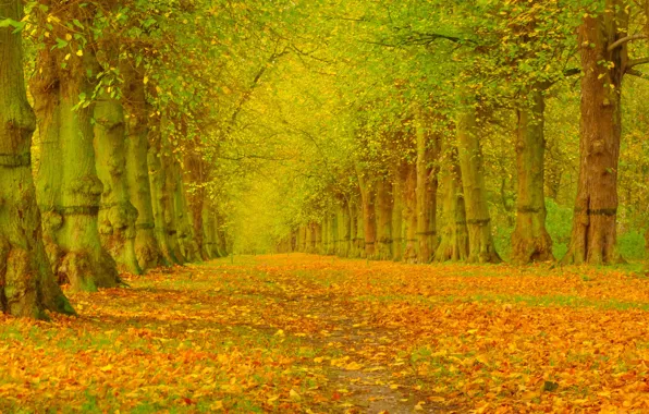 Осень, листья, деревья, парк, аллея