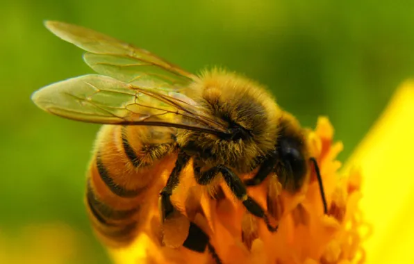 Картинка цветок, природа, пчела, крылья, насекомое
