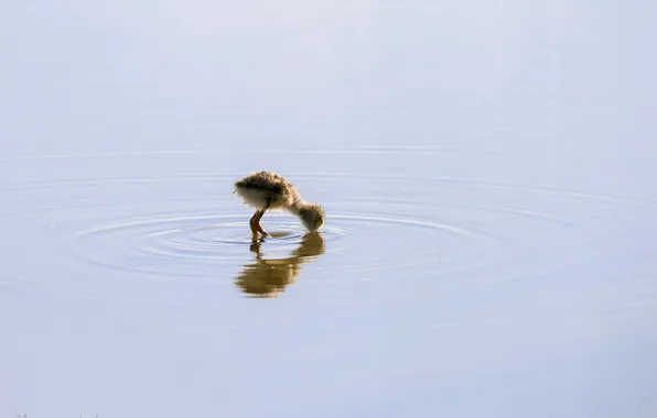 Картинка вода, природа, птица