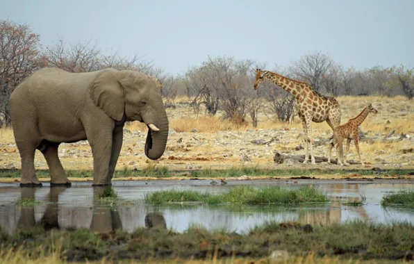 Картинка слон, жирафы, Африка