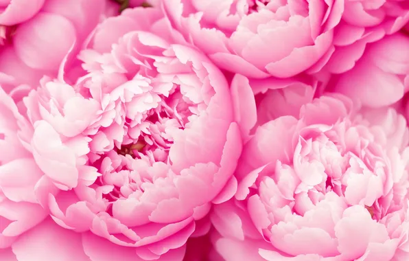 Цветок, цветы, фон, розовый, обои, растение, красота, wallpaper