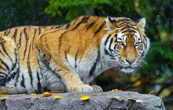 Картинка кошка, листья, снег, камень, хищник, амурский тигр