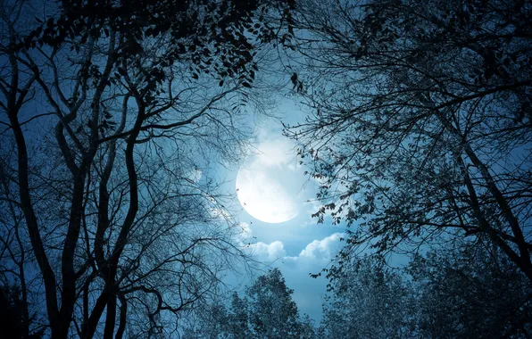 Картинка небо, деревья, ночь, луна