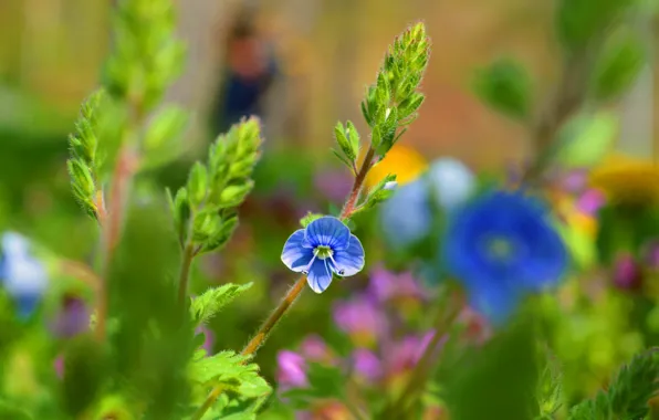 Картинка Боке, Bokeh, Blue flowers, Голубой цветок, Вероника дубравная