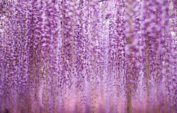 Фиолетовый, цветы, flowers, violet