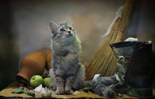 Картинка кошка, кот, взгляд, листья, животное, яблоки, паутина, мешковина