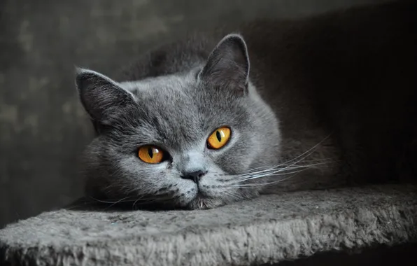 Картинка кошка, глаза, взгляд, серая, голубая, британская, короткошерстная