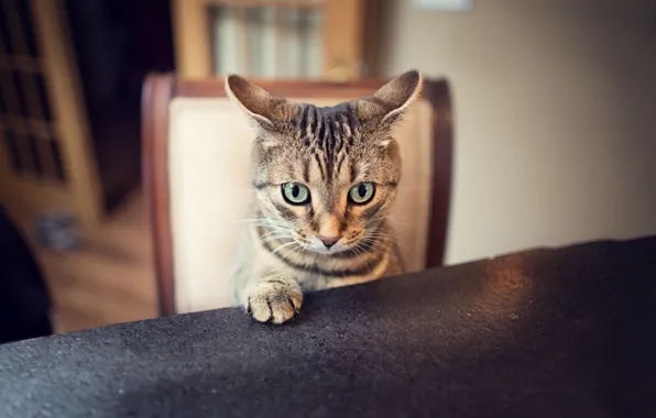 Картинка кот, взгляд, лапа, уши, ушки