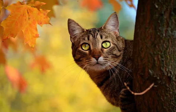 Картинка осень, кот, листья, дерево, желтые, ствол, клен, выглядывает