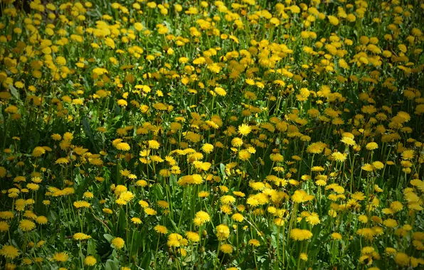 Поле, цветочки, field, yellow, жёлтые, flowers