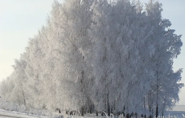 Снег, утро, березы