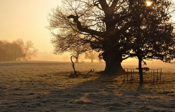 Картинка поле, туман, дерево, утро