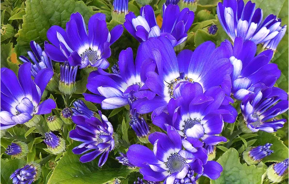 Картинка макро, цветы, синие, Flowers, blue, macro