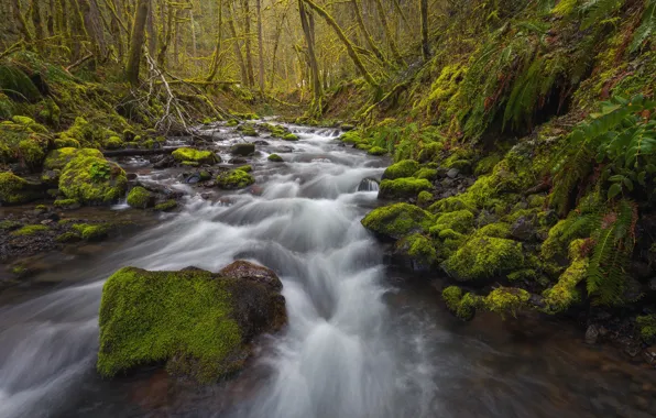 Картинка лес, ручей, мох, Орегон, речка, Oregon, Columbia River Gorge, ущелье реки Колумбия