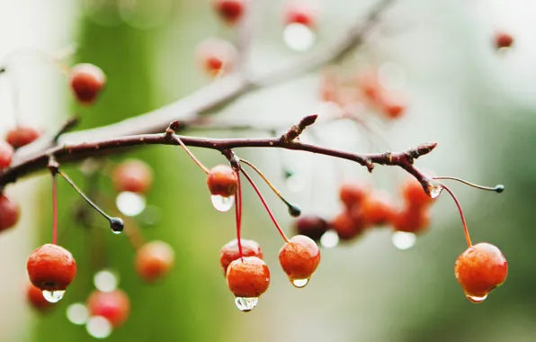 Картинка мокро, макро, ягоды, дождь, ветка, вишни