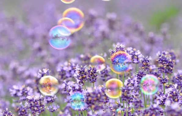 Картинка фиолетовый, цветы, фон, обои, настроения, мыльные пузыри, wallpaper, цветочки