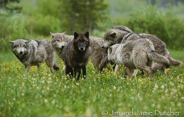 Картинка nature, predator, animal, wolf, wildlife, portrait, portrait., Canis lupus. face