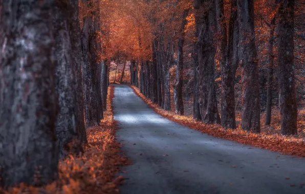 Дорога, осень, деревья, аллея