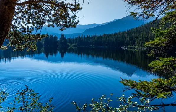 Картинка озеро, вода, деревья