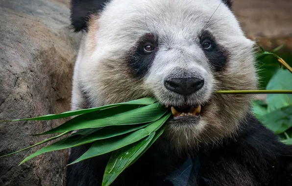 Bear, china, animal, wildlife, panda