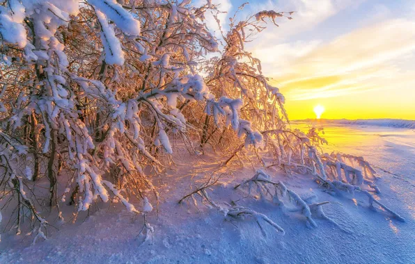 Картинка зима, снег, деревья, природа, рассвет, Павел Сагайдак