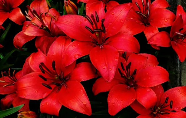 Red, garden, spring, plant, natura, floral, wild flowers