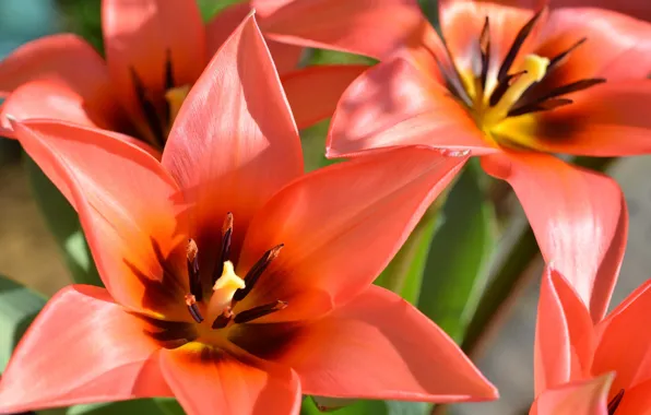 Макро, лепестки, тюльпаны