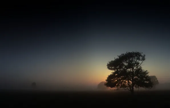 Картинка туман, Дерево, утро