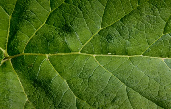Картинка green, pattern, leaf, large
