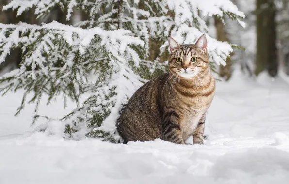 Зима, кошка, кот, снег, котейка, Максим Вышарь