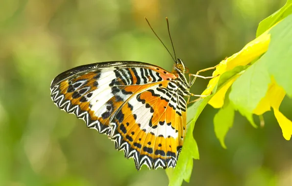 Листья, природа, бабочка, крылья, насекомое