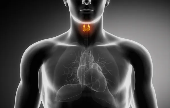 Картинка heart, lungs, organs, thyroid