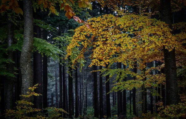 Осень, лес, природа, дерево