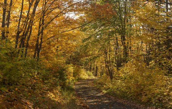 Картинка осень, лес, листья, деревья, путь, тени, солнечный свет