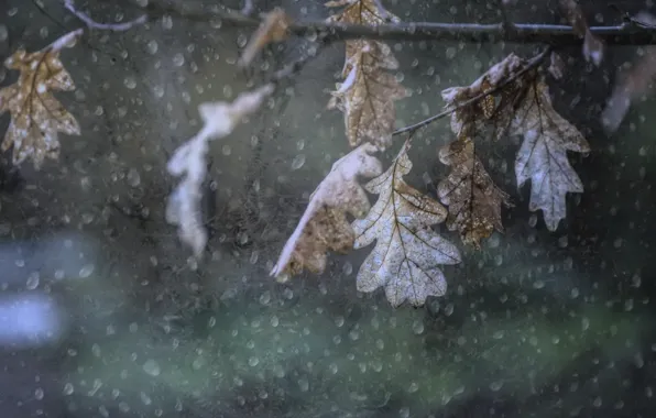 Листья, ветки, природа