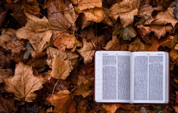 Autumn, Christian, God, Leaf, Bible, Jesus, Aaron Burden, Holy Bible