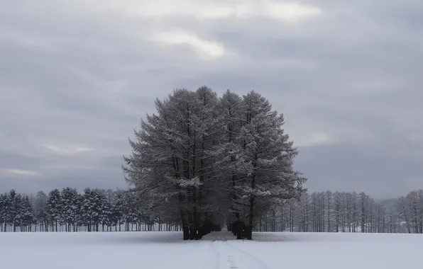 Картинка лес, небо, снег, деревья, тучи, поляна, Зима, серое