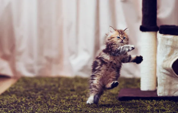 Картинка котенок, прыжок, Daisy, © Ben Torode