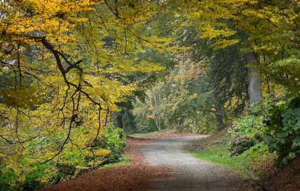 Картинка дорога, осень, парк, листва, скамья