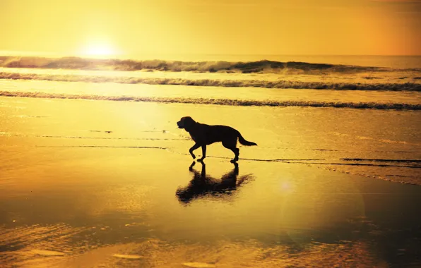 Волны, пляж, отражение, восход, тень, собака, зеркало, солнечный