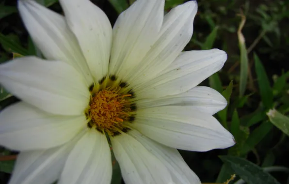Flower, picture, whit, bagh