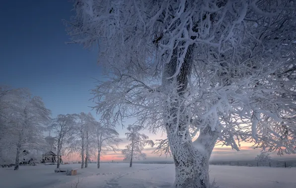 Зима, снег, деревья, мороз, Россия, Пермский край, Белая гора, Андрей Чиж