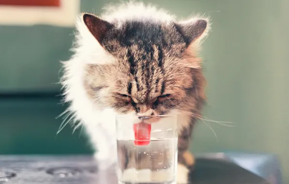 Картинка кошка, стакан, фон